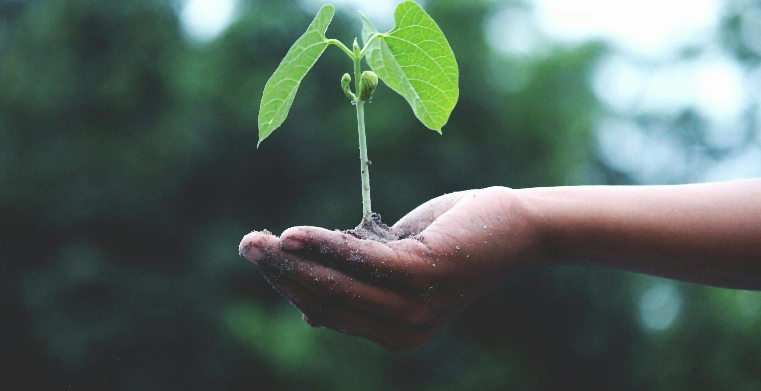 A young sapling held in hands symbolizes growth and sustainability.