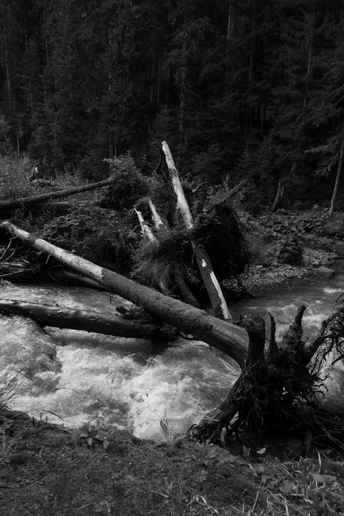A powerful stream flows through a forest, surrounded by toppled trees in black and white.