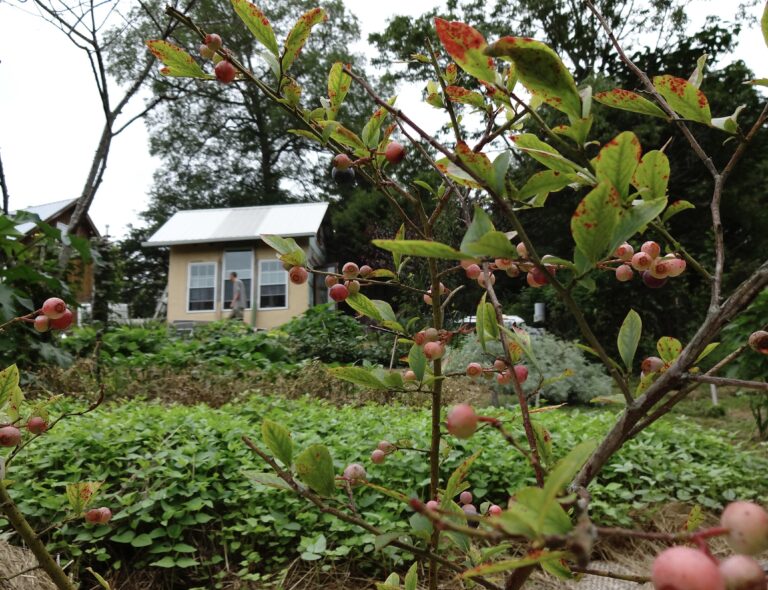 Salamander Springs Farm: Strengthening Resilience and Self-reliance in Kentucky